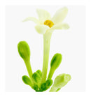 Verset Lia Eau de Parfum (100ml)