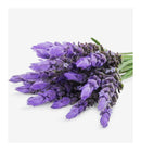 Verset Island Eau de Parfum (100ml)