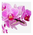 Verset Helena Eau de Parfum (100ml)