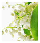 Verset Ocean Eau de Parfum (15ml)