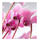 Verset Ikal Eau de Parfum (15ml)