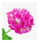 Verset Cuero Eau de Parfum (100ml)