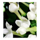 Verset Dina Eau de Parfum (100ml)