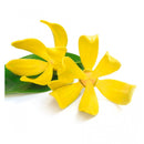 Verset Dina Eau de Parfum (100ml)