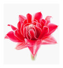 Verset Jana Eau de Parfum (100ml)