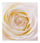 Verset Vivian Eau de Parfum (15ml)