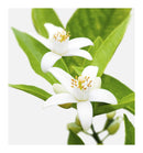 Verset Andrea For Her Eau de Parfum (15ml)