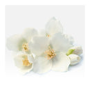 Verset Radiance Eau de Parfum (15ml)