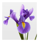 Verset Luz Adriana Eau de Parfum (15ml)