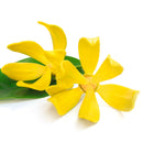 Verset Dana Eau de Parfum (15ml)