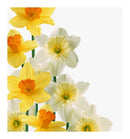 Verset Lia Eau de Parfum (15ml)