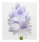 Verset Jana Eau de Parfum (15ml)